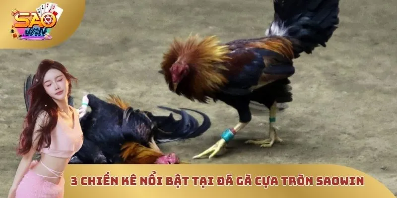3 chiến kê nổi bật tại các trường đá gà cựa tròn SAOWIN