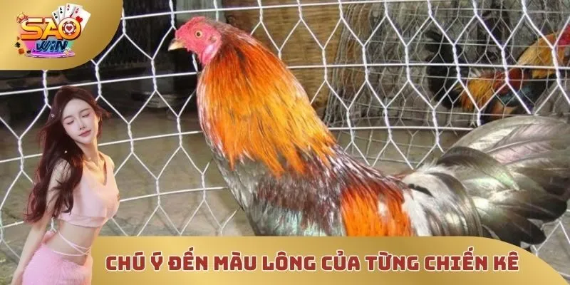 Hãy chú ý đến màu lông của từng chiến kê