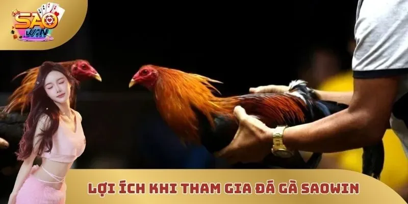 Lợi ích khi tham gia đá gà SAOWIN
